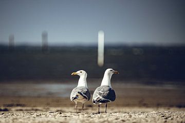 Oud echtpaar van Foto Oger