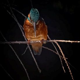 Eisvogel auf Ast von Ed Vroom