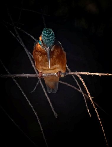 Kingfisher on branch