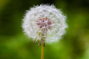 Dandelion 'SeeThru'  