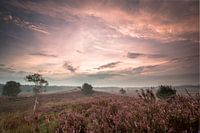 De Gortelse heide in de ochtend