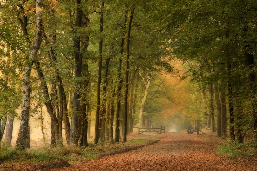 bos in de herfst van Ina Hendriks-Schaafsma