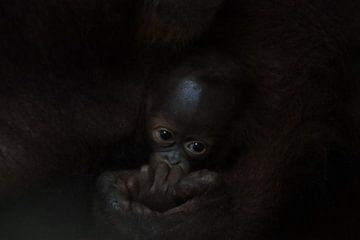 Orang-oetan baby bij moeder handen van Britt Engbers