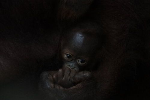 Orang-Utan-Baby in den Händen der Mutter