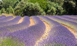 Lavendelveld by Helma de With