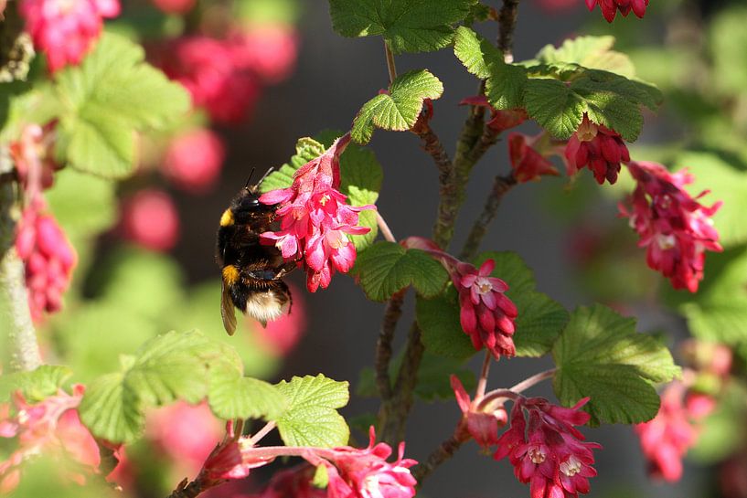 Hummel an Blutjohannisbeere von Anja Bagunk