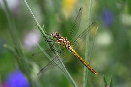 Libelle sur Ab Donker