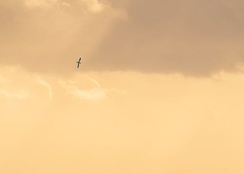 Gannet in the golden evening light