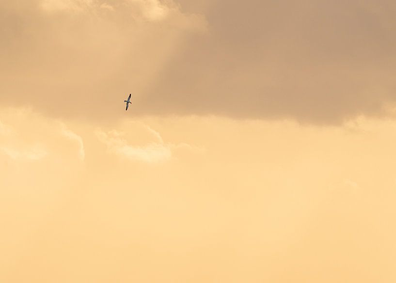 Jan-van-Gent in het gouden avondlicht van Ronald Buitendijk Fotografie