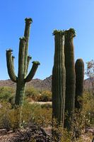 Het opleggen van Saguaro Cactussen