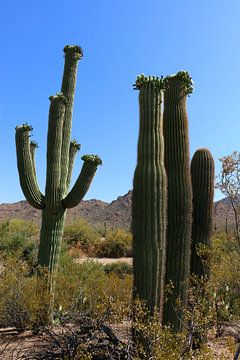 Het opleggen van Saguaro Cactussen van Christiane Schulze