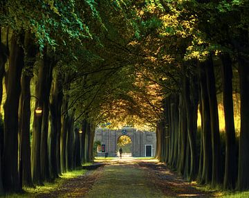 A walk down the lane van Niels Tichelaar