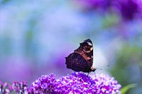 Schmetterling, vlinder