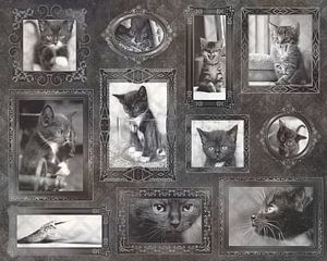 Vintage amour chaton