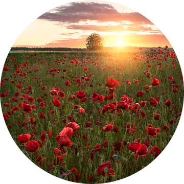 Papavervelden in Zweden van Christian Lindsten