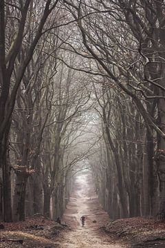 Foggy morning in the forest on the Amerongseberg! by Peter Haastrecht, van