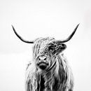 portret van een hoogland koe van Dorit Fuhg thumbnail