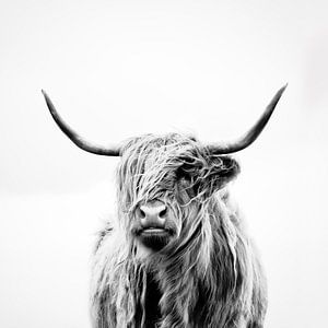 portret van een hoogland koe