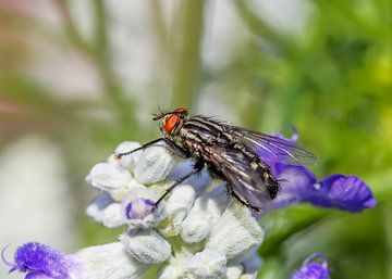 Macro d'une mouche sur une fleur sur ManfredFotos