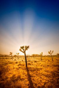 Joshua Tree National Park Sunset