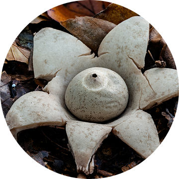 De gekraagde Aardster - Geastrum triplex