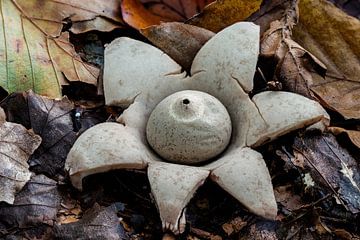 The Collared Earth Star - Geastrum plywood