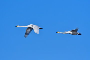 Whooper Swans by Karin Jähne