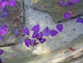 FloatingPurple by Rob Merkx