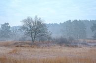 Frozen Ven by Johan Vanbockryck thumbnail