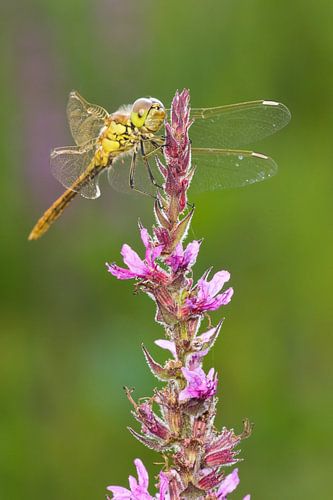 Steenrode Heidelibel op kattenstaart bloem