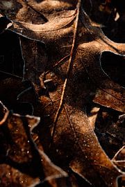 Glinsterend eikenblad van Jolijn Gommans