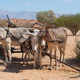 Donkey Transport sur Miranda Zwijgers