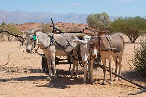 Donkey Transport sur Miranda Zwijgers