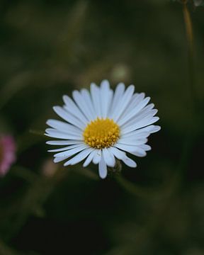 Daisies by Naturgetreu