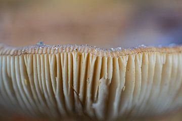 Mushroom in ultra macro by Karin Riethoven