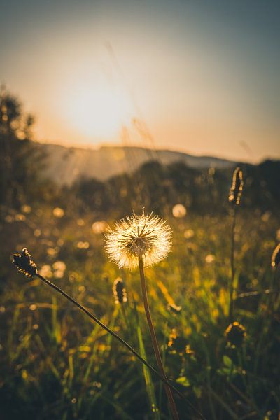 Dandelion by Christian Späth