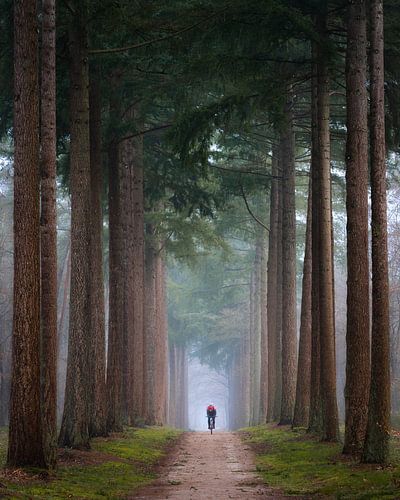 Dennenbomen met een eenzame fietser | Natuurfotografie op de Veluwe