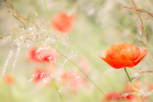 Klaprozen en graan in een groen veld