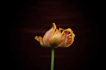 gele tulp aan het eind van haar bloei met subtiele achtergrond van Ribbi