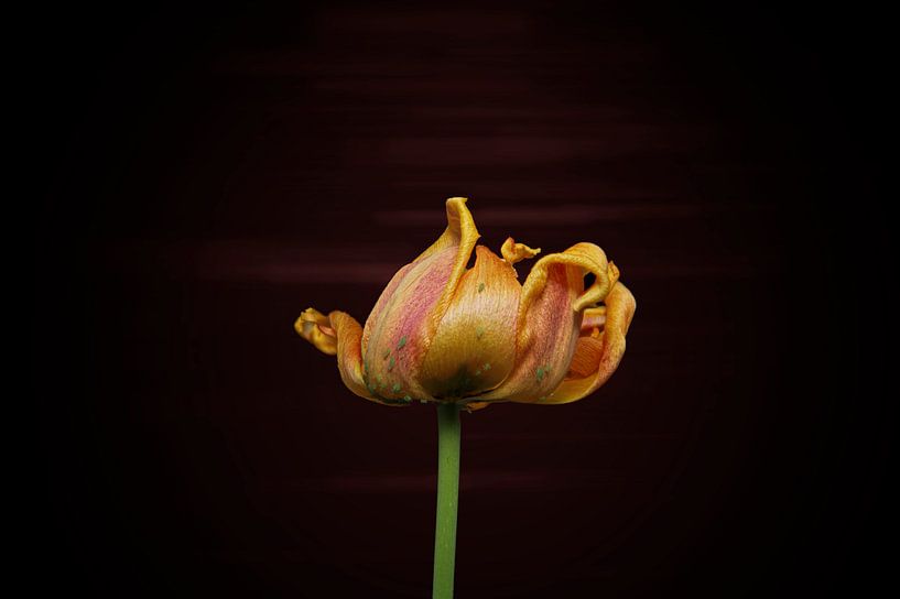 gelbe Tulpe am Ende ihrer Blüte mit subtilem Hintergrund von Ribbi