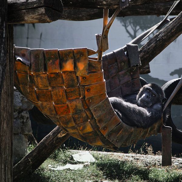 Chimpanzee in a hammock by Dries Vandeweyer