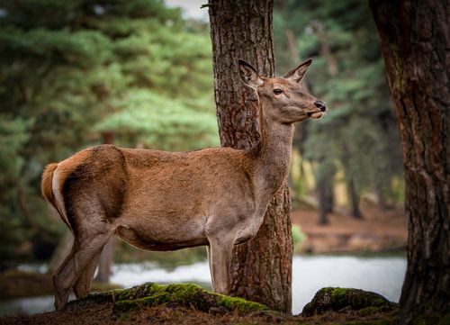 Ree in het herfst bos