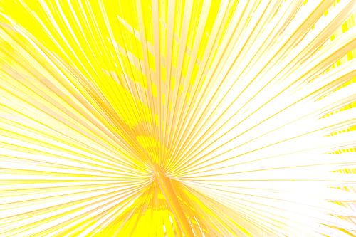 Geel palmblad van Anouschka Hendriks