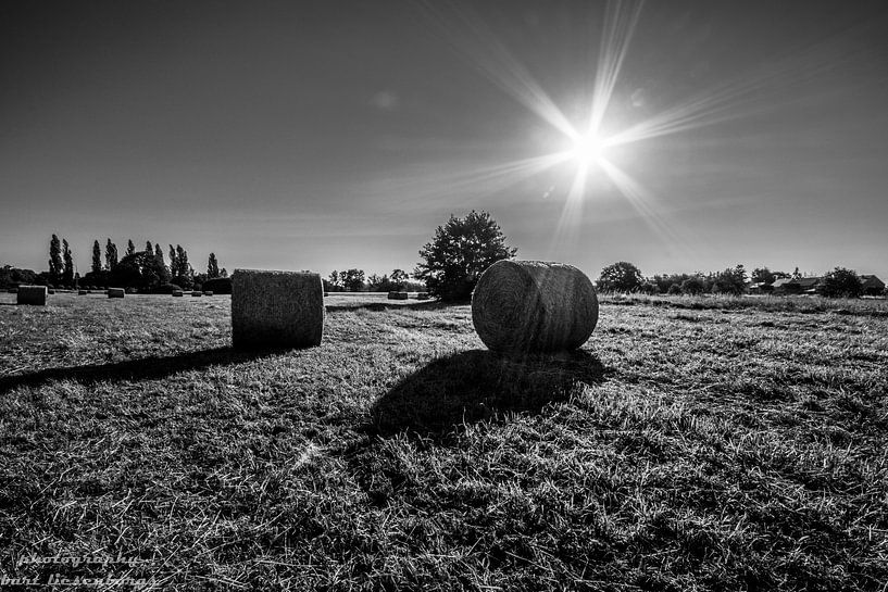 in the meadow by Bart Liesenborgs