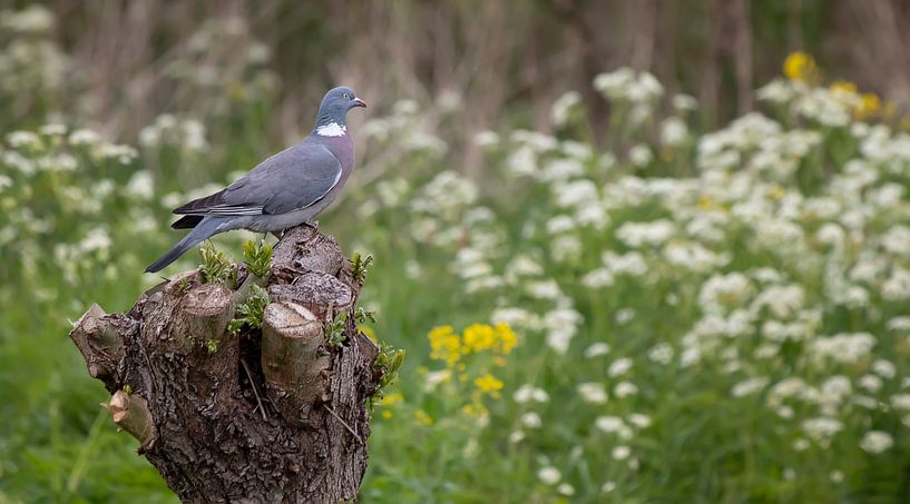 Houtduif op een knotwilg voor een bloemenzee van Bas Ronteltap