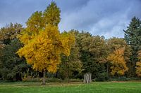 Autumn in Westerwolde