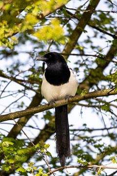 Magpie on the lookout by Maxwell Pels