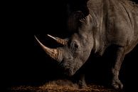 Neushoorn en-profil tegen zwarte achtergrond - Namibië van The Book of Wandering thumbnail