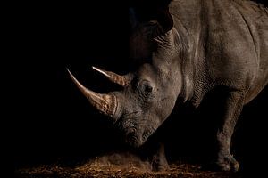 Rhinocéros en-profil sur fond noir - Namibie