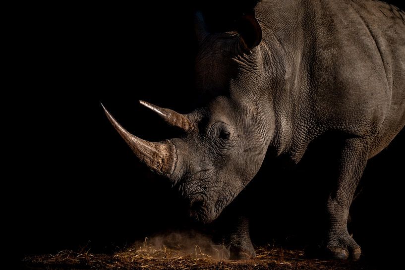 Neushoorn en-profil tegen zwarte achtergrond - Namibië van The Book of Wandering
